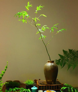 无土栽培,轻松入门,家庭种植新选择 无土栽培,轻松入门,家庭种植新选择