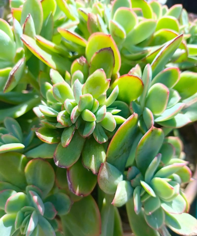 绮罗花怎么养,掌握关键技巧,轻松养出好状态 绮罗花怎么养,掌握关键技巧,轻松养出好状态