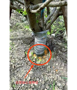 树衣防治,常见问题,解决方向 树衣防治,常见问题,解决方向