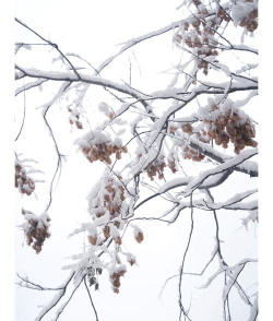 栾树防治,常见问题,实用方法 栾树防治,常见问题,实用方法