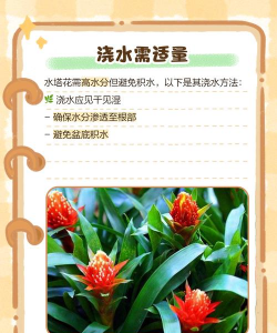 塔花怎么养,新手入门指南,轻松掌握养护技巧 塔花怎么养,新手入门指南,轻松掌握养护技巧