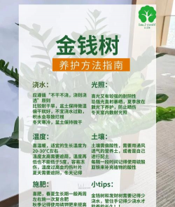 金钱树怎么栽培,掌握关键技巧,轻松养活它 金钱树怎么栽培,掌握关键技巧,轻松养活它