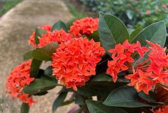 仙丹花怎么养,掌握关键技巧,花开更鲜艳 仙丹花怎么养,掌握关键技巧,花开更鲜艳