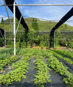 香草栽培,轻松上手,享受种植乐趣 香草栽培,轻松上手,享受种植乐趣