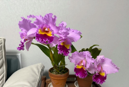 大牛花怎么养,新手也能养好,轻松爆盆开花 大牛花怎么养,新手也能养好,轻松爆盆开花