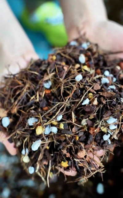 兰花用什么土栽培,透气排水是关键,选对基质不烂根 兰花用什么土栽培,透气排水是关键,选对基质不烂根