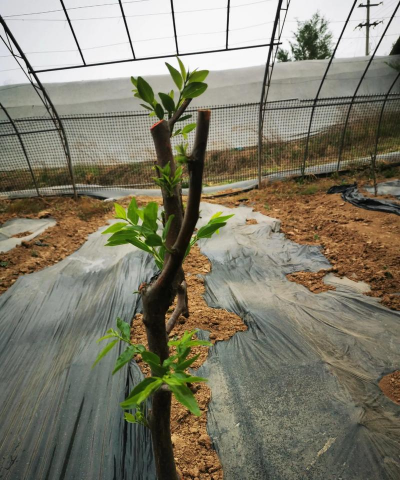 冬枣栽培技术,掌握关键要点,实现高产优质 冬枣栽培技术,掌握关键要点,实现高产优质