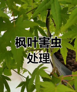 枫香树虫害防治,常见问题解析,实用应对方法 枫香树虫害防治,常见问题解析,实用应对方法