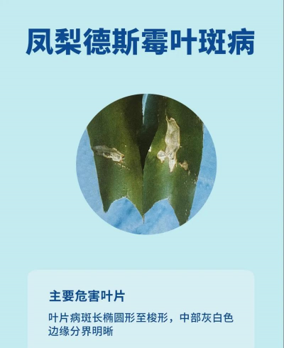 树菠萝裂果防治,常见原因分析,实用应对方法 树菠萝裂果防治,常见原因分析,实用应对方法