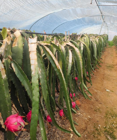 火龙果栽培方法,掌握关键技巧,轻松收获果实 火龙果栽培方法,掌握关键技巧,轻松收获果实