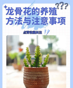 龙花怎么养,掌握关键技巧,轻松养出好状态 龙花怎么养,掌握关键技巧,轻松养出好状态
