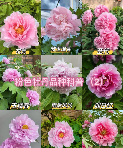 牡丹的栽培方法,选对品种,花开更艳 牡丹的栽培方法,选对品种,花开更艳