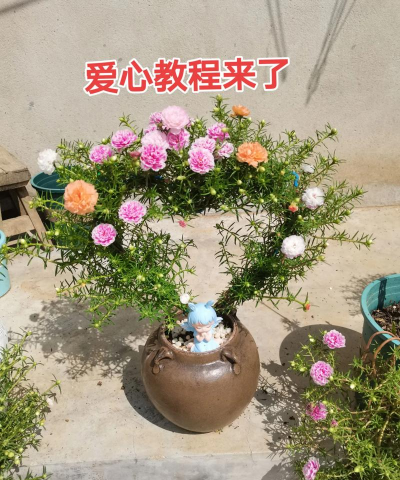 宿根花怎么养,轻松上手,花开不断 宿根花怎么养,轻松上手,花开不断