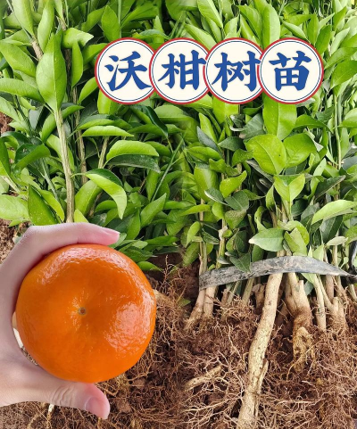 沃柑栽培技术,掌握关键要点,轻松实现高产优质 沃柑栽培技术,掌握关键要点,轻松实现高产优质