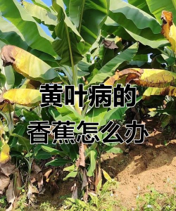 香蕉树腐烂防治,识别早期症状,采取有效手段 香蕉树腐烂防治,识别早期症状,采取有效手段