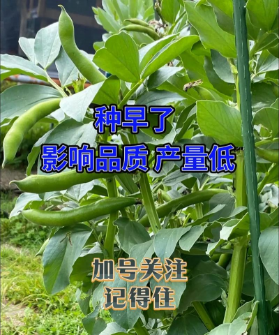 蚕豆栽培技术,选对品种,掌握关键步骤 蚕豆栽培技术,选对品种,掌握关键步骤