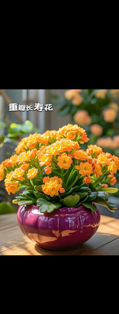 重瓣花怎么养,掌握关键技巧,轻松爆盆开花 重瓣花怎么养,掌握关键技巧,轻松爆盆开花