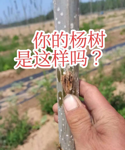 树树腐烂病的防治,识别早期症状,采取有效方法 树树腐烂病的防治,识别早期症状,采取有效方法