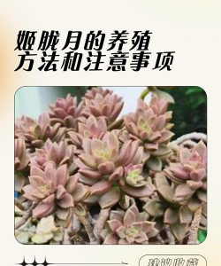 胧月花怎么养,新手也能轻松上手,掌握关键养护技巧 胧月花怎么养,新手也能轻松上手,掌握关键养护技巧