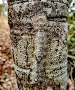 树虾子怎么防治,常见问题解析,实用方法分享 树虾子怎么防治,常见问题解析,实用方法分享