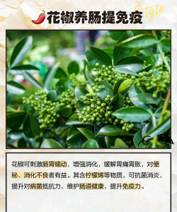 花椒树防治技术,常见问题解析,实用方法分享 花椒树防治技术,常见问题解析,实用方法分享