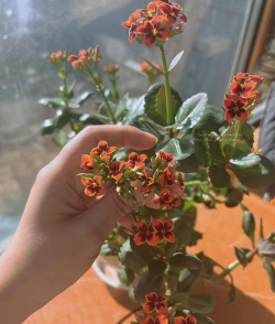 长寿花冬季怎么养,保暖防冻是关键,浇水施肥要调整 长寿花冬季怎么养,保暖防冻是关键,浇水施肥要调整