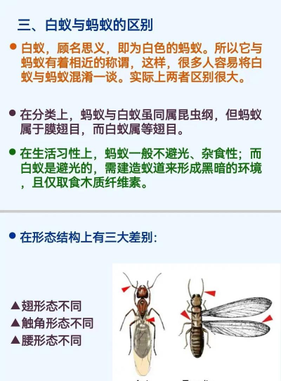 树白蚁怎么防治,找准关键方法,避免树木受损 树白蚁怎么防治,找准关键方法,避免树木受损