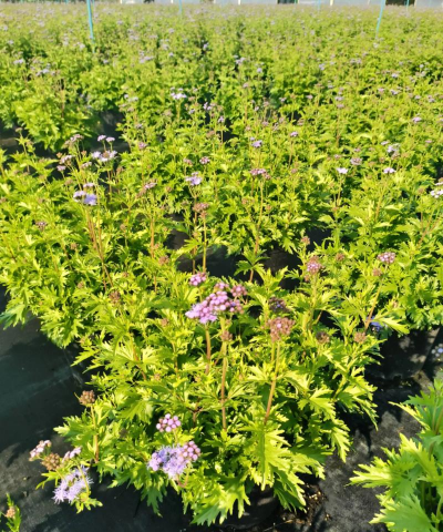 蓝雾花怎么养,掌握关键技巧,轻松打造梦幻花园 蓝雾花怎么养,掌握关键技巧,轻松打造梦幻花园