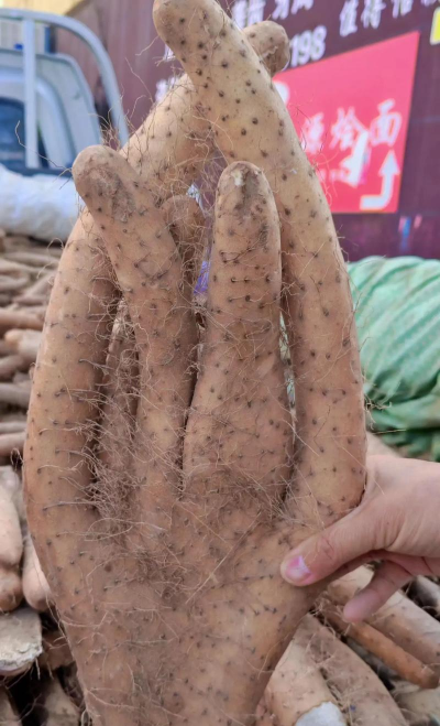 无土栽培山药,轻松上手,产量翻倍 无土栽培山药,轻松上手,产量翻倍