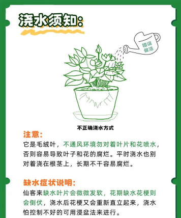 盆栽室内花怎么养,掌握浇水技巧,避免烂根黄叶 盆栽室内花怎么养,掌握浇水技巧,避免烂根黄叶