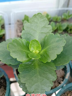 树螨怎么防治,识别虫害特征,掌握有效方法 树螨怎么防治,识别虫害特征,掌握有效方法