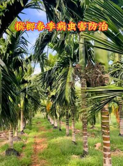 槟榔树防治方案,常见问题解析,实用应对技巧 槟榔树防治方案,常见问题解析,实用应对技巧