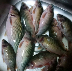 合花鱼怎么养,掌握关键技巧,轻松养出好状态 合花鱼怎么养,掌握关键技巧,轻松养出好状态