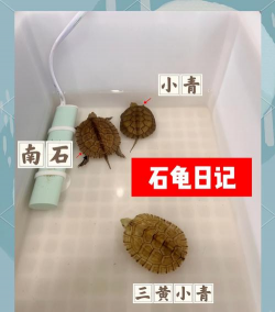 石花龟怎么养,掌握关键技巧,轻松养好它 石花龟怎么养,掌握关键技巧,轻松养好它