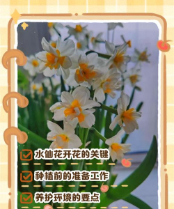 公主花怎么养开,掌握关键技巧,轻松绽放美丽 公主花怎么养开,掌握关键技巧,轻松绽放美丽