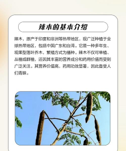 辣木栽培,掌握关键技巧,轻松收获健康 辣木栽培,掌握关键技巧,轻松收获健康