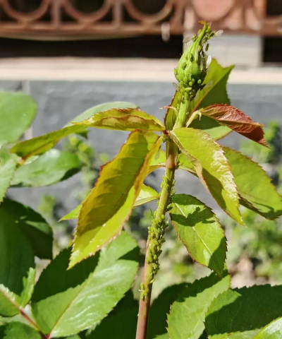 栾树害虫防治,常见问题解析,实用应对方法 栾树害虫防治,常见问题解析,实用应对方法