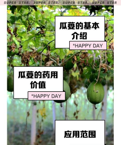 瓜蒌栽培,掌握关键步骤,轻松收获果实 瓜蒌栽培,掌握关键步骤,轻松收获果实