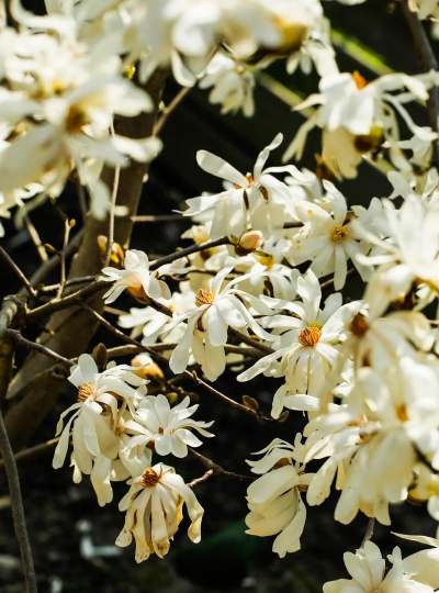 星花玉兰怎么养,掌握关键技巧,轻松培育美丽花朵 星花玉兰怎么养,掌握关键技巧,轻松培育美丽花朵