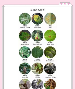 丁香树病虫防治,识别常见病害,掌握有效方法 丁香树病虫防治,识别常见病害,掌握有效方法