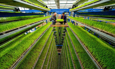 抑制栽培,提升作物品质,实现高效生产 抑制栽培,提升作物品质,实现高效生产