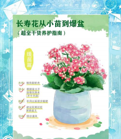 常长寿花怎么养,掌握关键技巧,轻松爆盆开花 常长寿花怎么养,掌握关键技巧,轻松爆盆开花