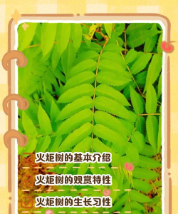 火炬树病虫防治,识别常见虫害,掌握有效方法 火炬树病虫防治,识别常见虫害,掌握有效方法