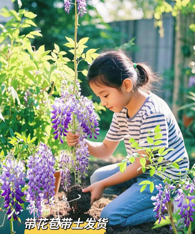 紫藤花小苗怎么养,选对位置很关键,浇水施肥有讲究 紫藤花小苗怎么养,选对位置很关键,浇水施肥有讲究