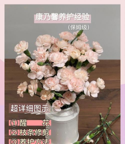 康乃馨冷库花怎么养,延长花期技巧,新手也能轻松上手 康乃馨冷库花怎么养,延长花期技巧,新手也能轻松上手