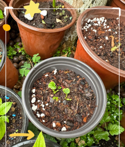 花茅莨怎么养,掌握关键技巧,轻松培育美丽花朵 花茅莨怎么养,掌握关键技巧,轻松培育美丽花朵