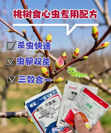 挑树食心虫防治,识别虫害特征,掌握有效方法 挑树食心虫防治,识别虫害特征,掌握有效方法