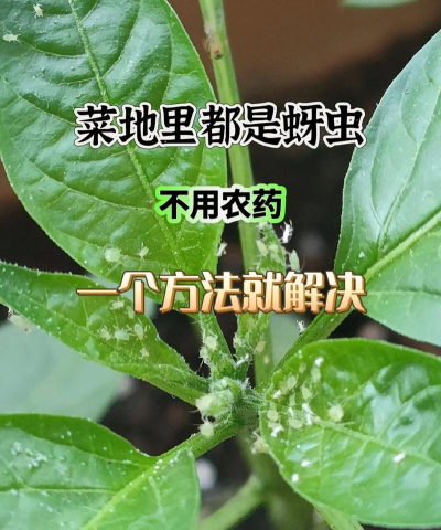 幸福树树蚜虫防治,识别虫害特征,掌握有效方法 幸福树树蚜虫防治,识别虫害特征,掌握有效方法