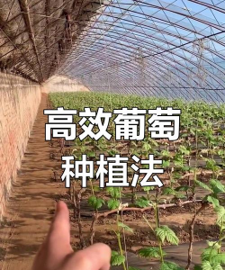 大棚葡萄栽培技术,提升产量品质,掌握关键要点 大棚葡萄栽培技术,提升产量品质,掌握关键要点