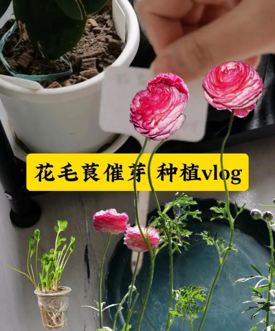 花毛茛怎么养球,掌握关键技巧,轻松收获饱满种球 花毛茛怎么养球,掌握关键技巧,轻松收获饱满种球